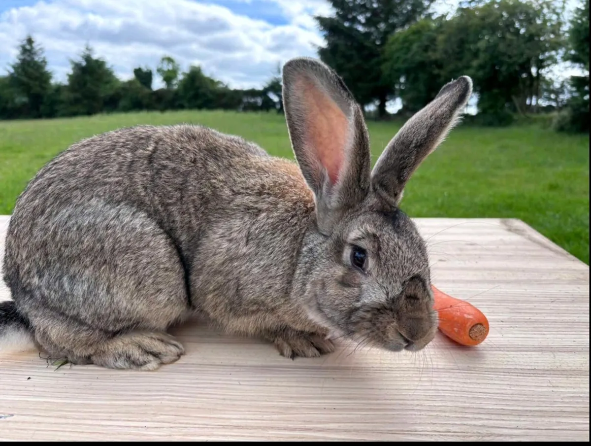 Rabbits - Image 1