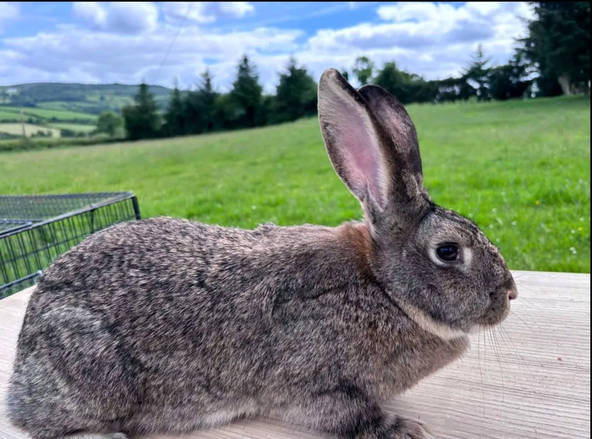 Rabbits - Image 2