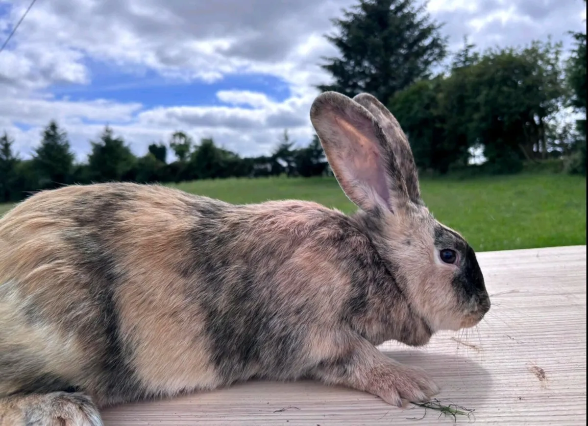 Rabbits - Image 3