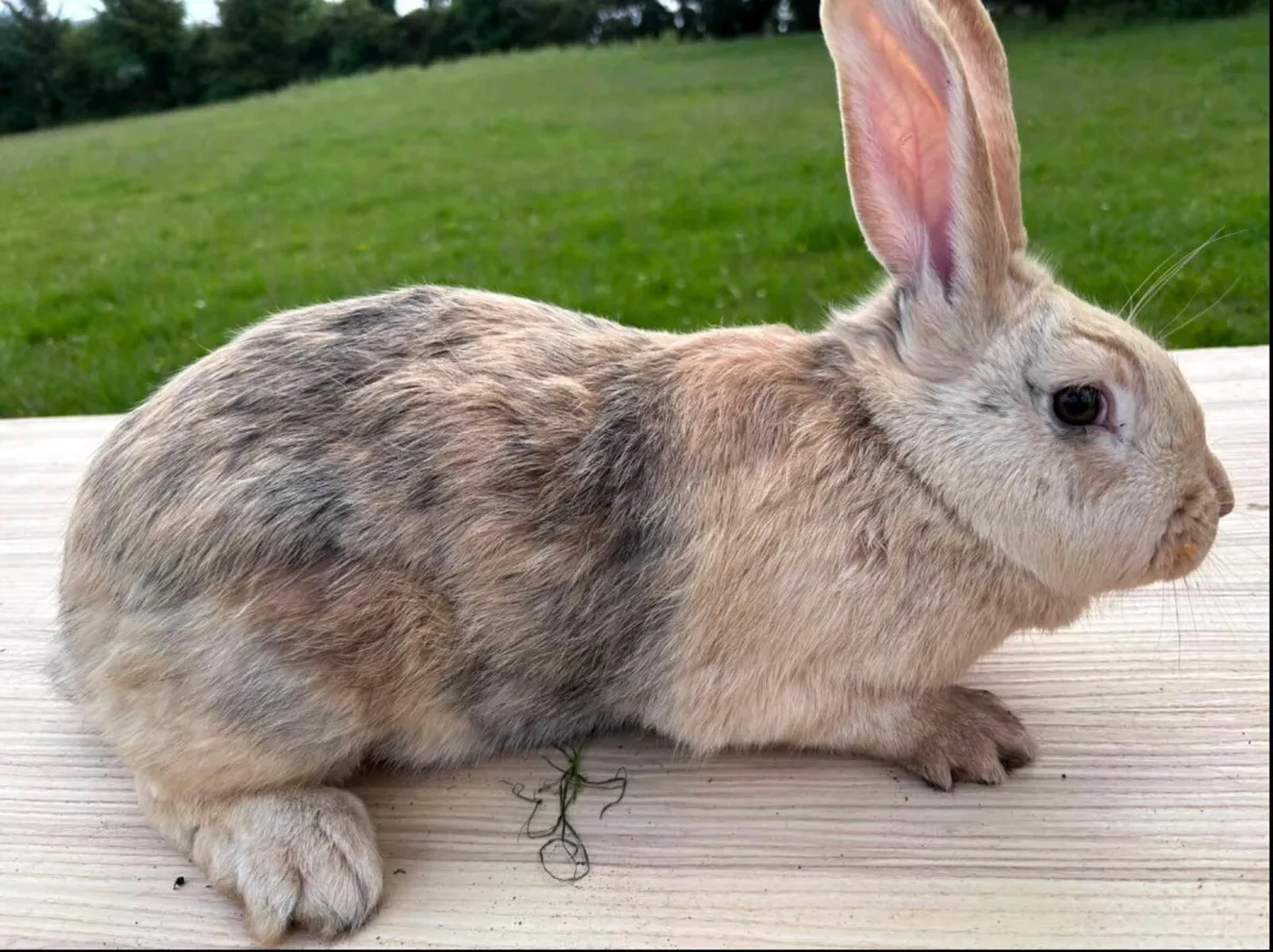 Rabbits - Image 4