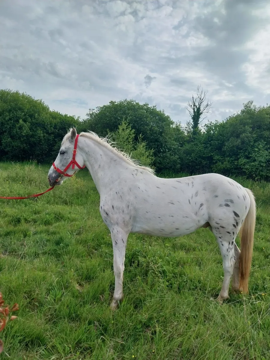 3 Yr old gelding - Image 2