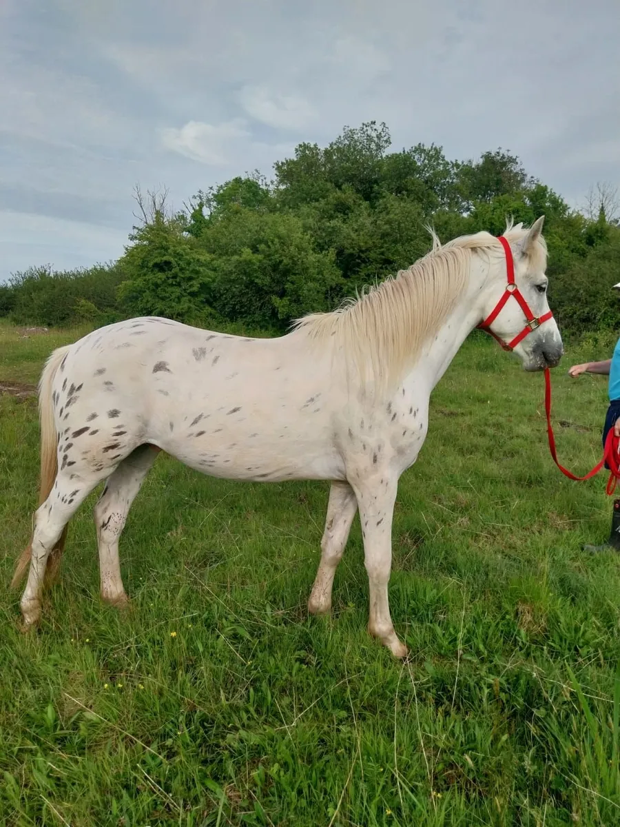 3 Yr old gelding - Image 3