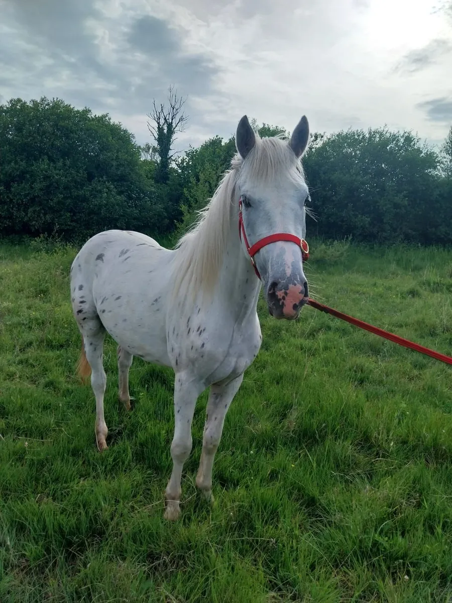 3 Yr old gelding - Image 4