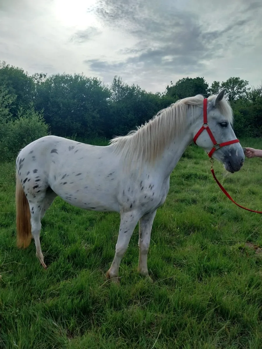 3 Yr old gelding - Image 1