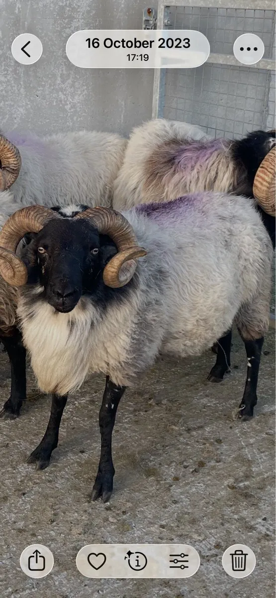 Teaser ram
