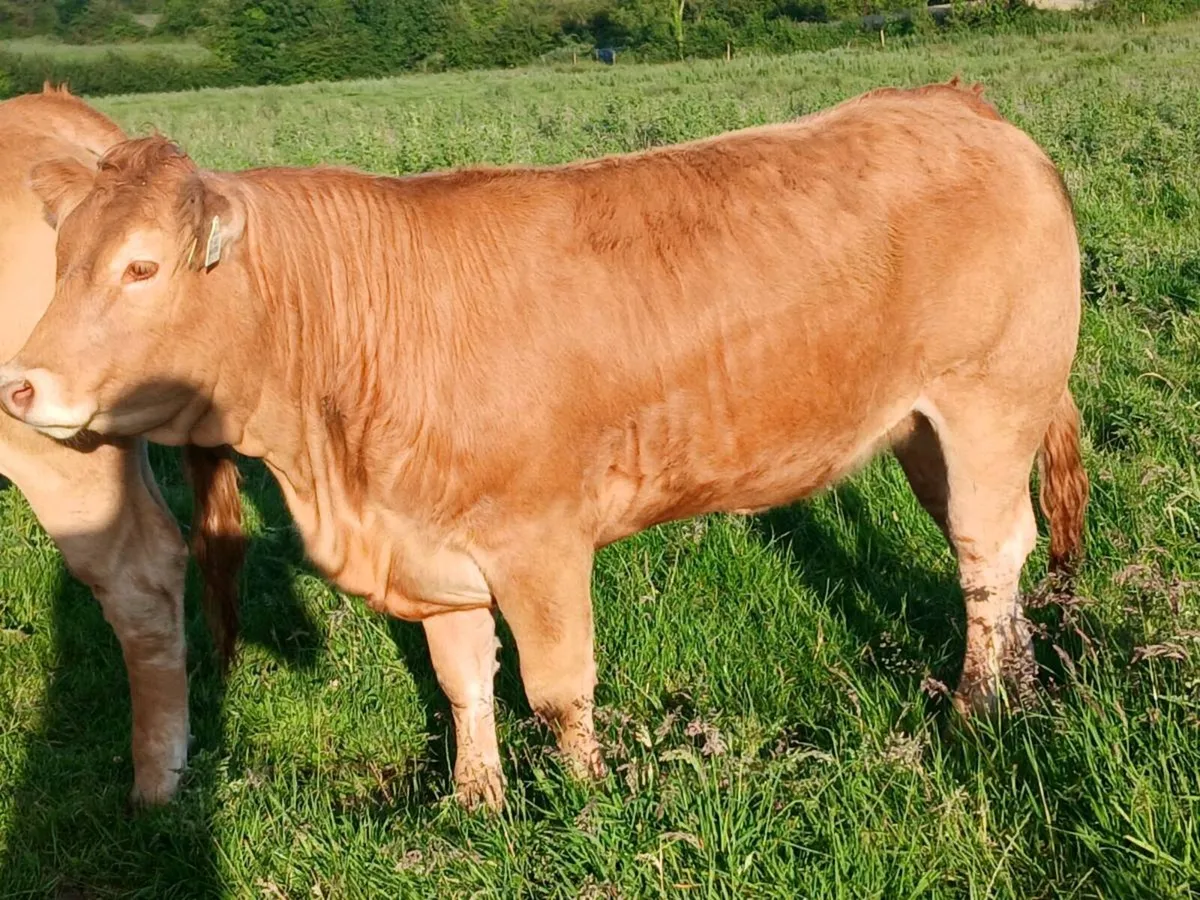 4 and  5 star pbr limousin maiden heifers - Image 2