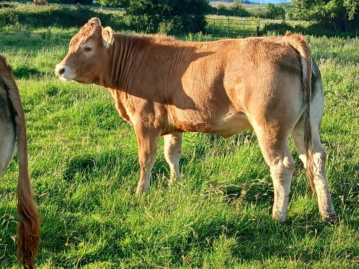 4 and  5 star pbr limousin maiden heifers - Image 1