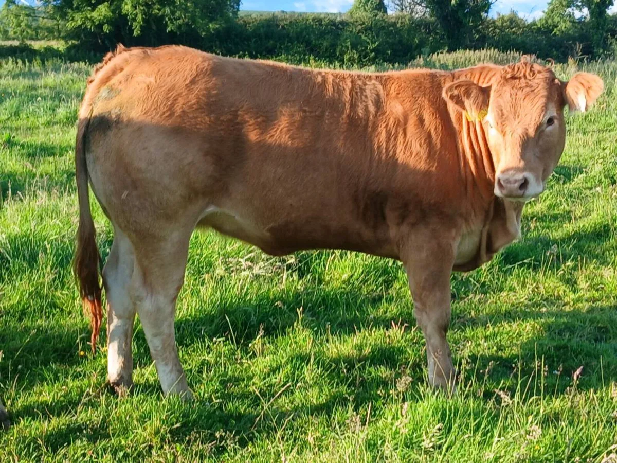 4 and  5 star pbr limousin maiden heifers - Image 1