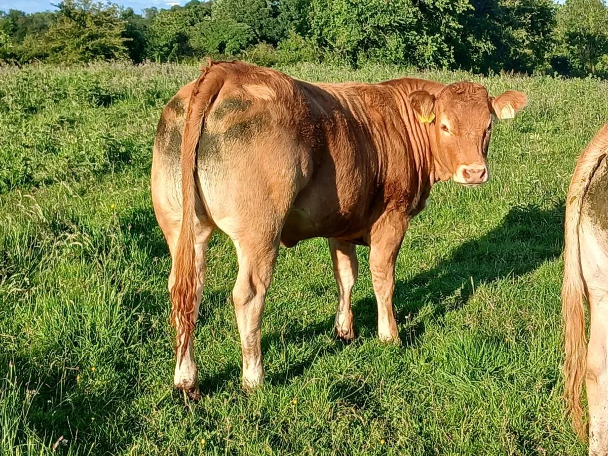 4 and  5 star pbr limousin maiden heifers - Image 3