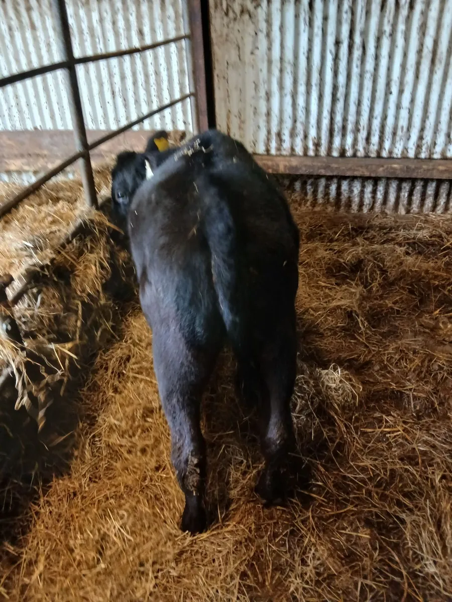 Calves - Image 1