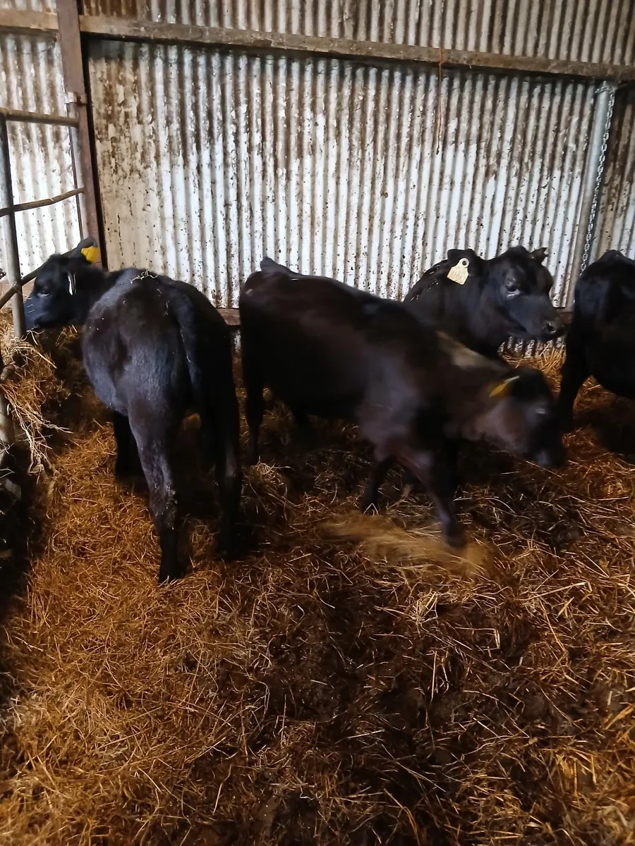 Calves - Image 2