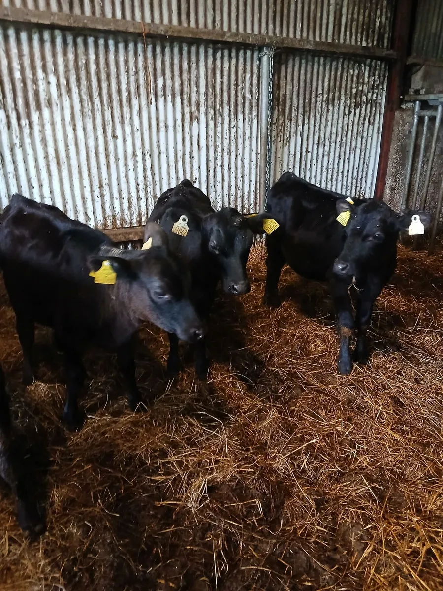 Calves - Image 3