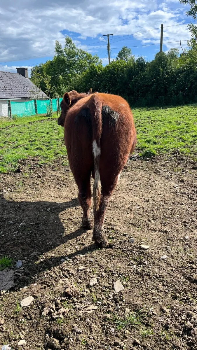 Pedigree registered shorthorn bull - Image 2