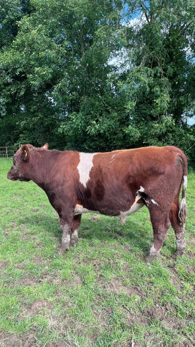 Pedigree registered shorthorn bull - Image 1