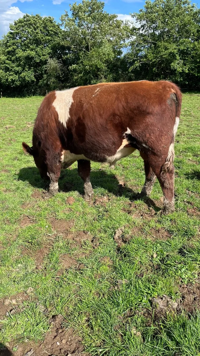 Pedigree registered shorthorn bull - Image 3