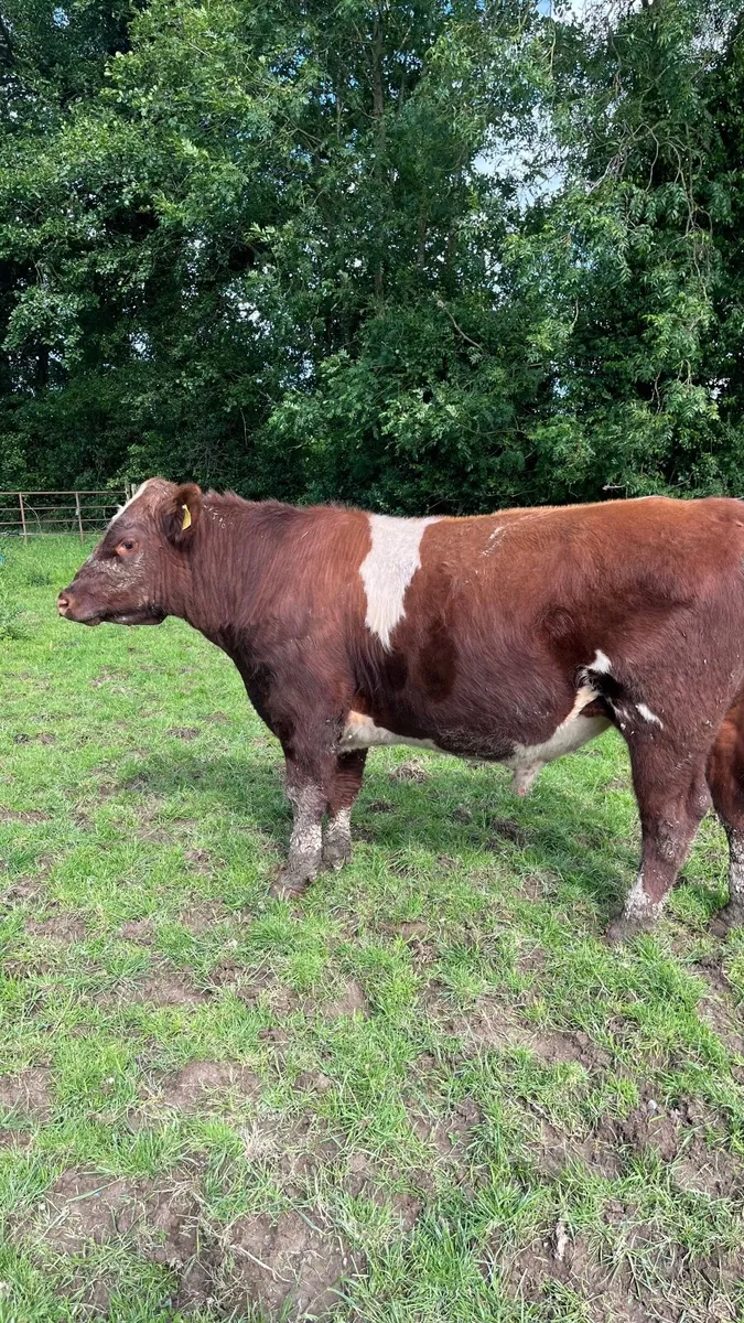 Pedigree registered shorthorn bull - Image 4