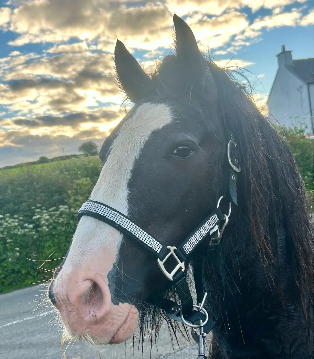 Mini show cob - Image 1