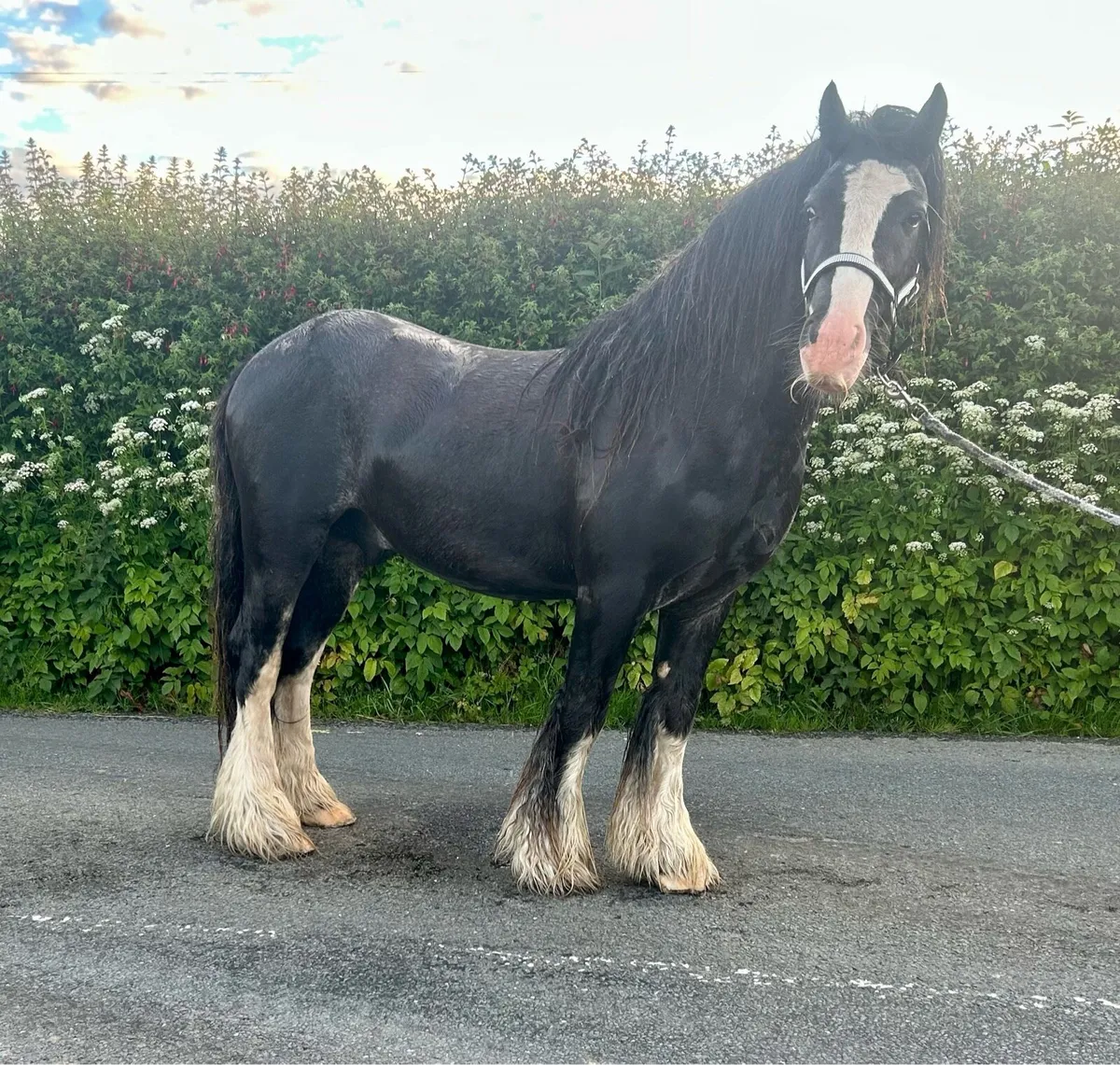 Mini show cob - Image 2