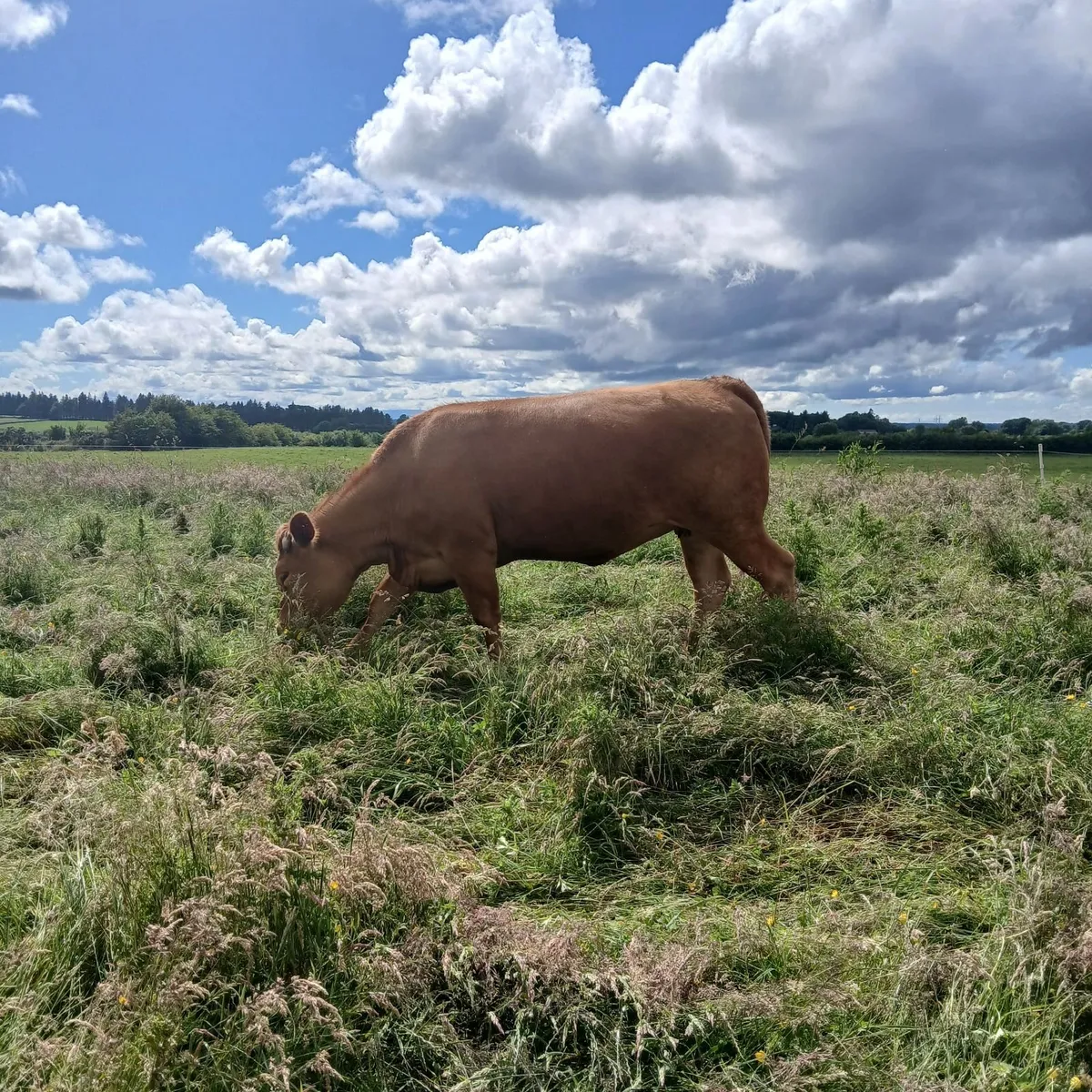 12 springing Heifers - Image 3
