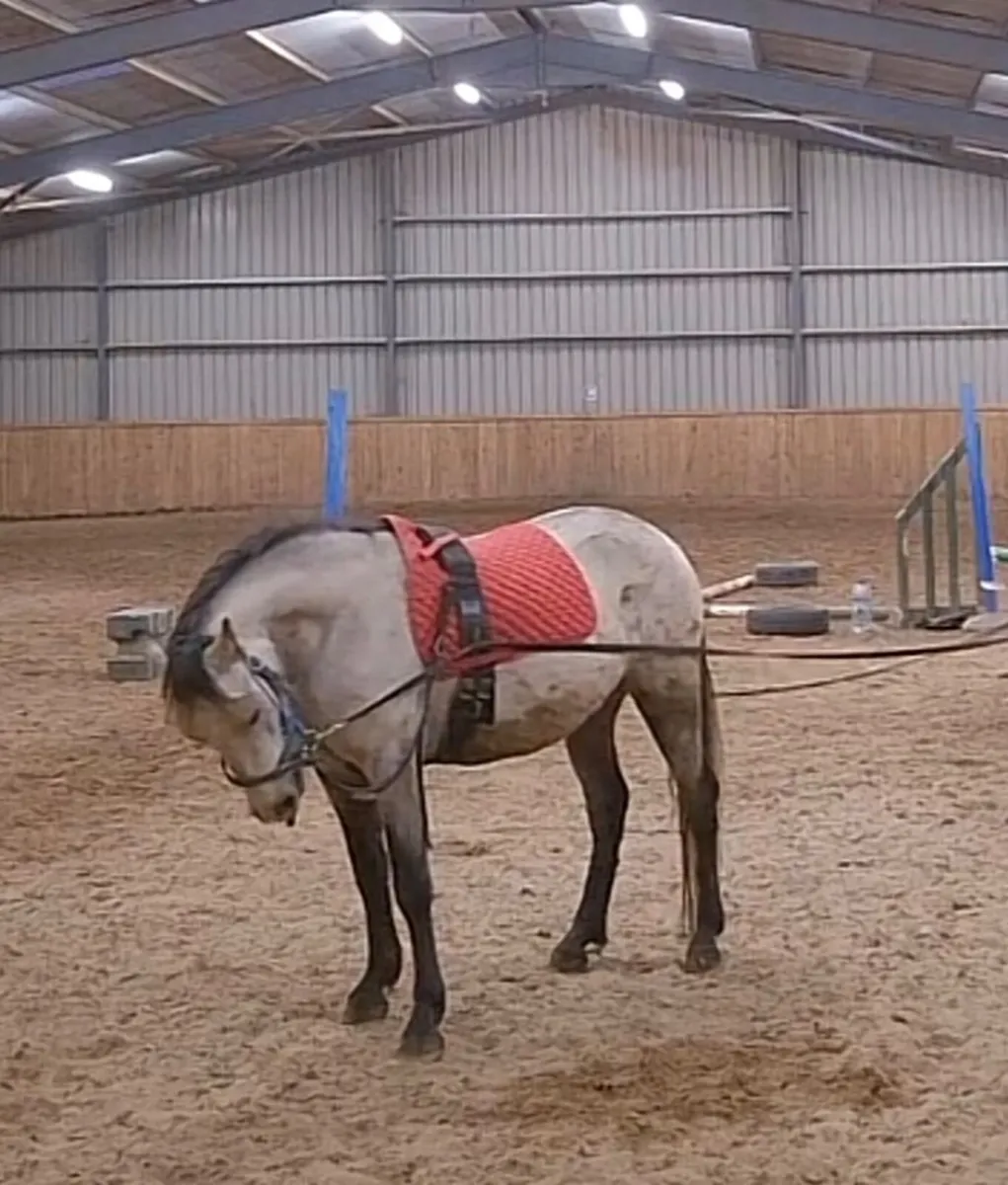 Dun Connemara gelding - Image 2