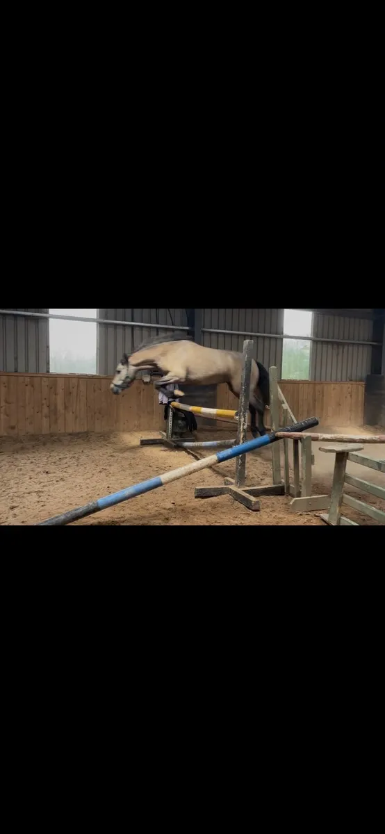 Dun Connemara gelding - Image 3