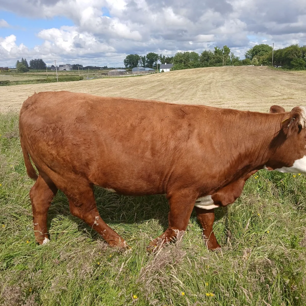 12 springing Heifers - Image 2