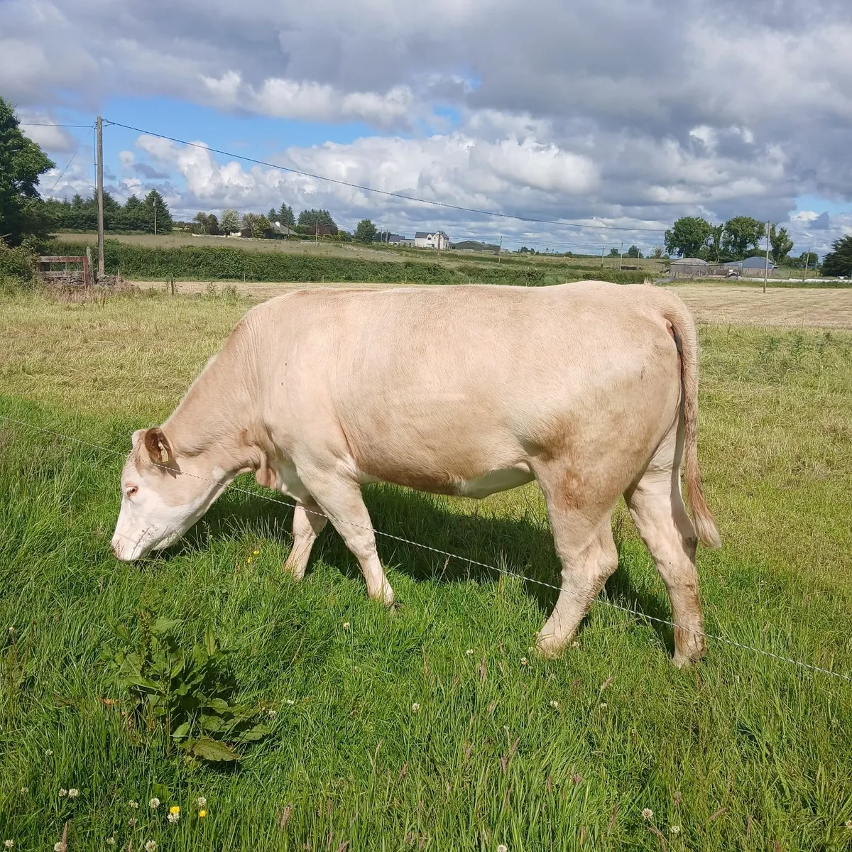 12 springing Heifers - Image 4