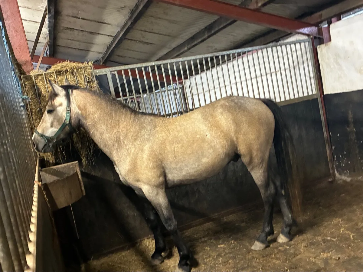 Dun Connemara gelding - Image 4