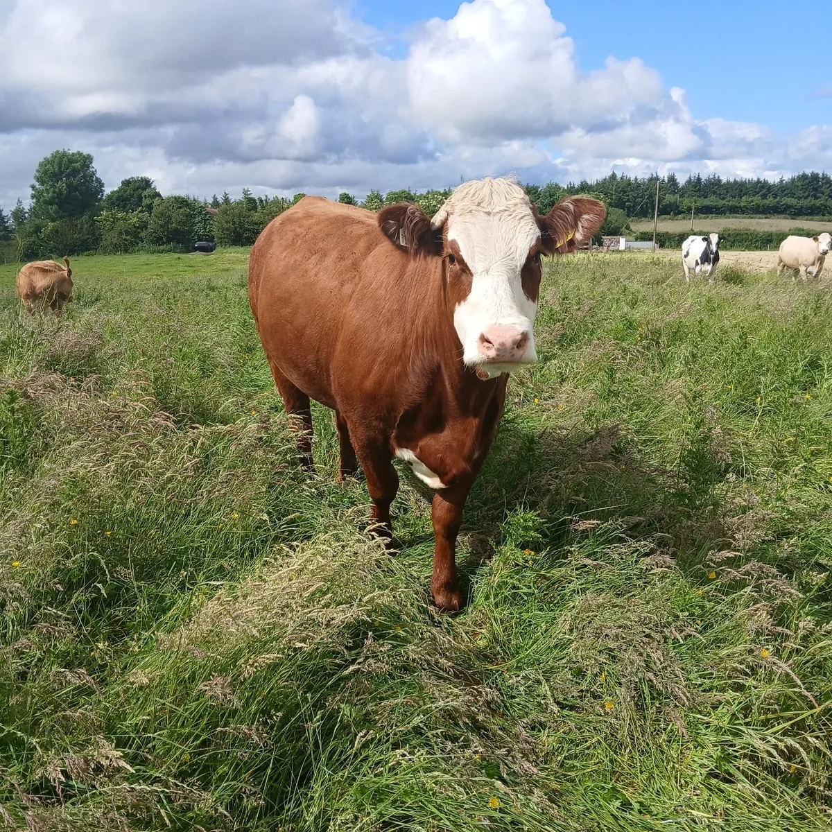 12 springing Heifers - Image 1