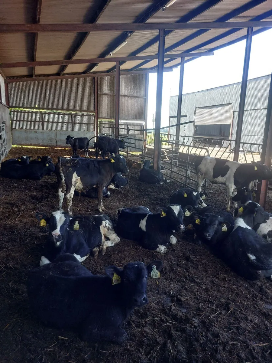 30 British Friesian Bulls For Sale - Image 2