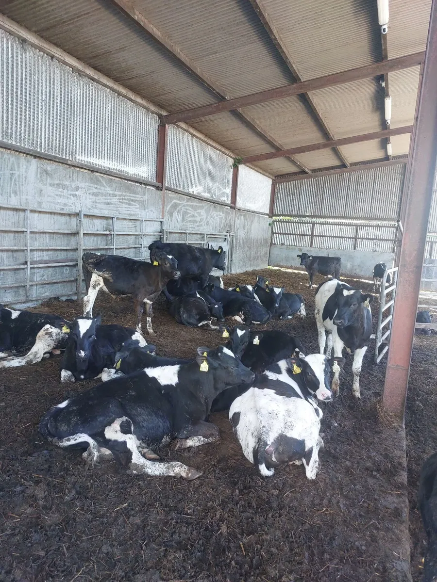 30 British Friesian Bulls For Sale - Image 3