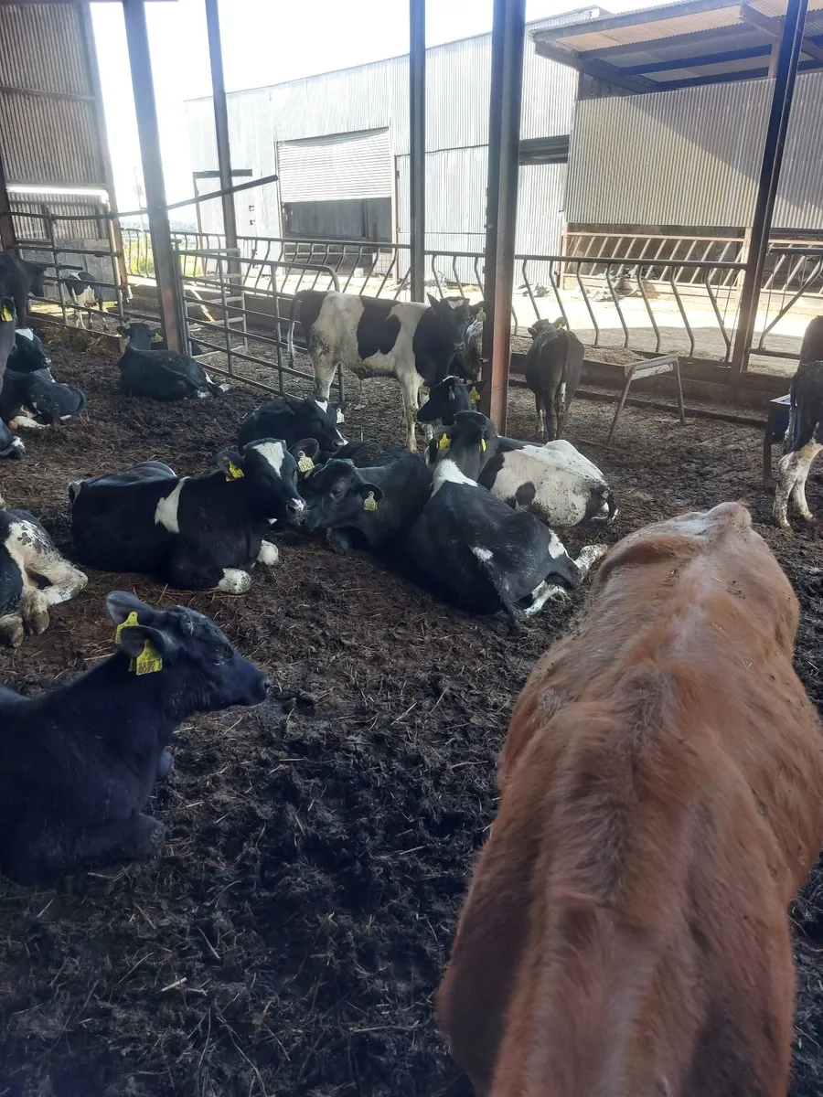 30 British Friesian Bulls For Sale - Image 4