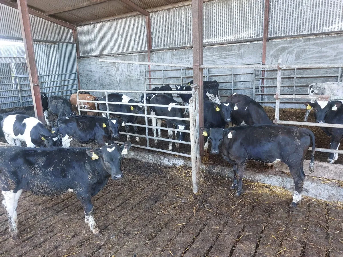 30 British Friesian Bulls For Sale - Image 1