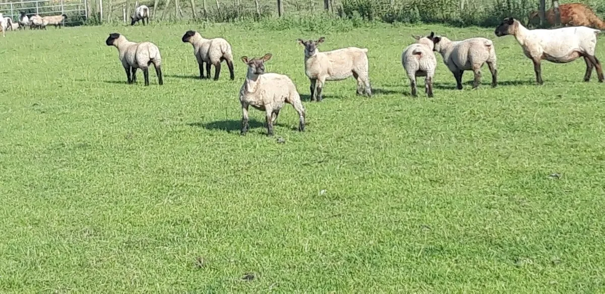 50 Suffolk Store Lambs - Image 1
