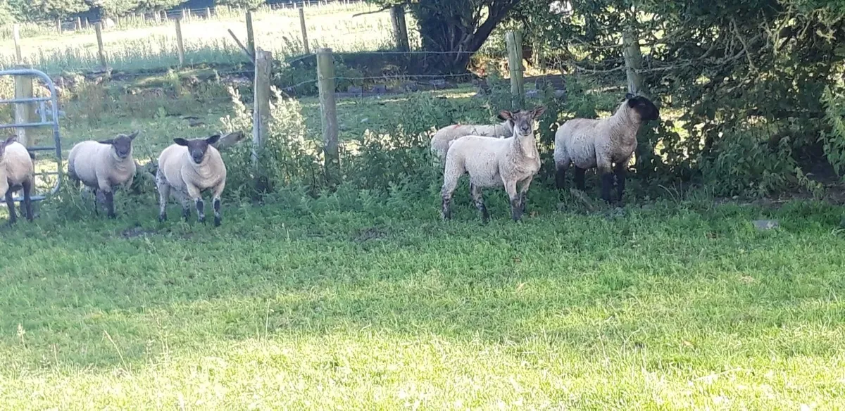 50 Suffolk Store Lambs - Image 2