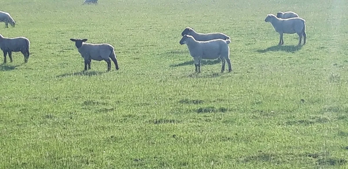 50 Suffolk Store Lambs - Image 3