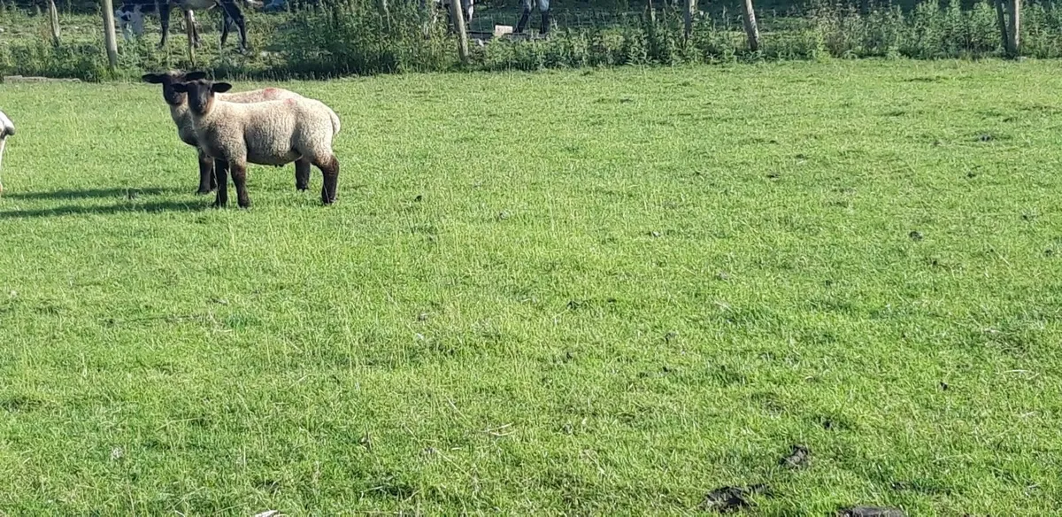 50 Suffolk Store Lambs - Image 4