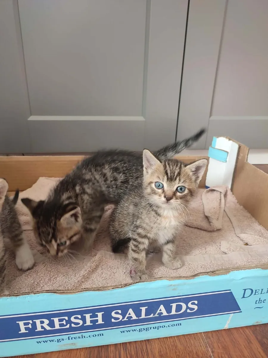 kittens - Image 2
