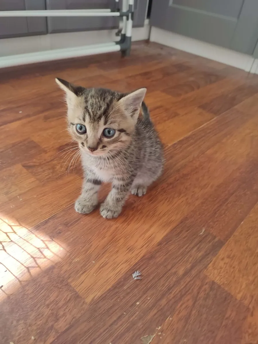 kittens - Image 3