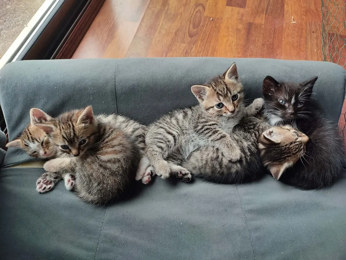 kittens - Image 1