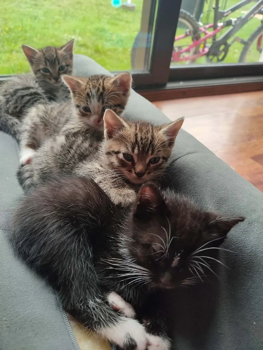 kittens - Image 4