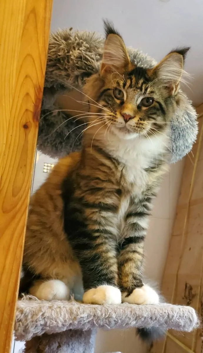 Maine Coon Kittens - Image 1