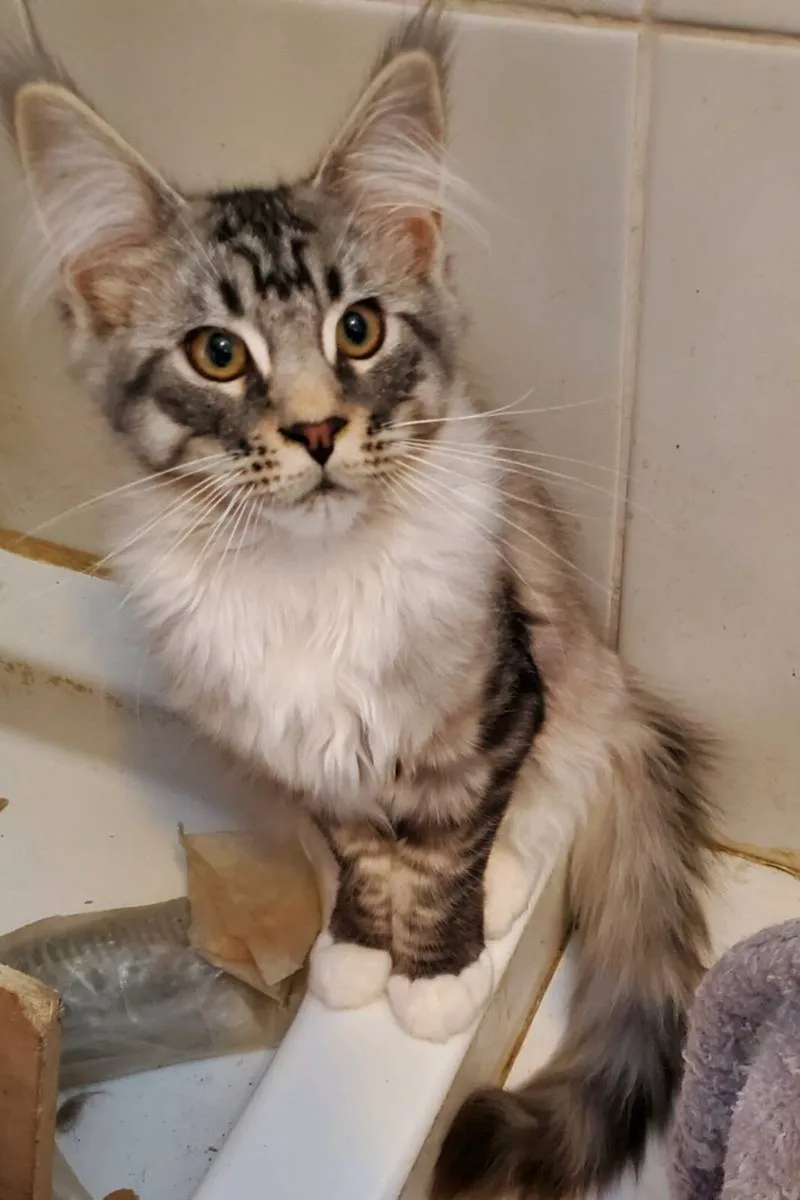 Maine Coon Kittens - Image 2