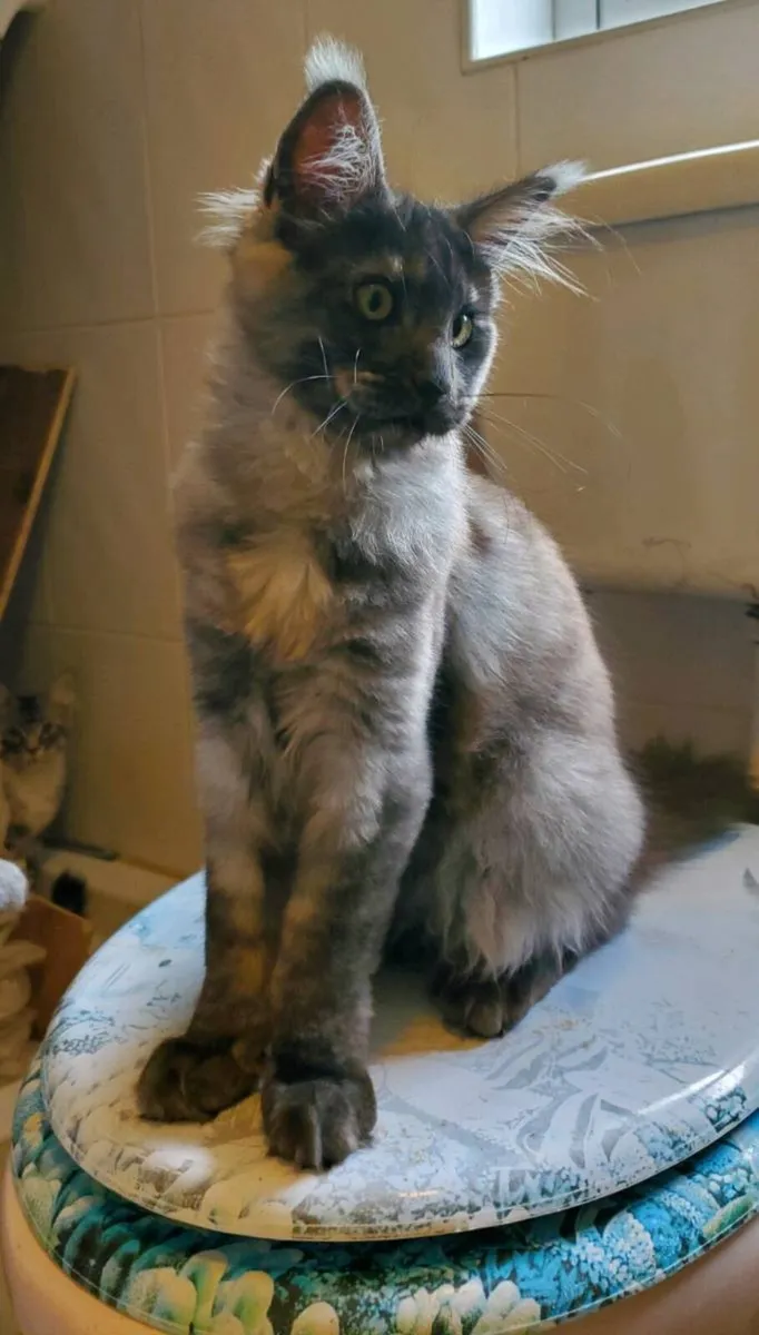 Maine Coon Kittens - Image 3