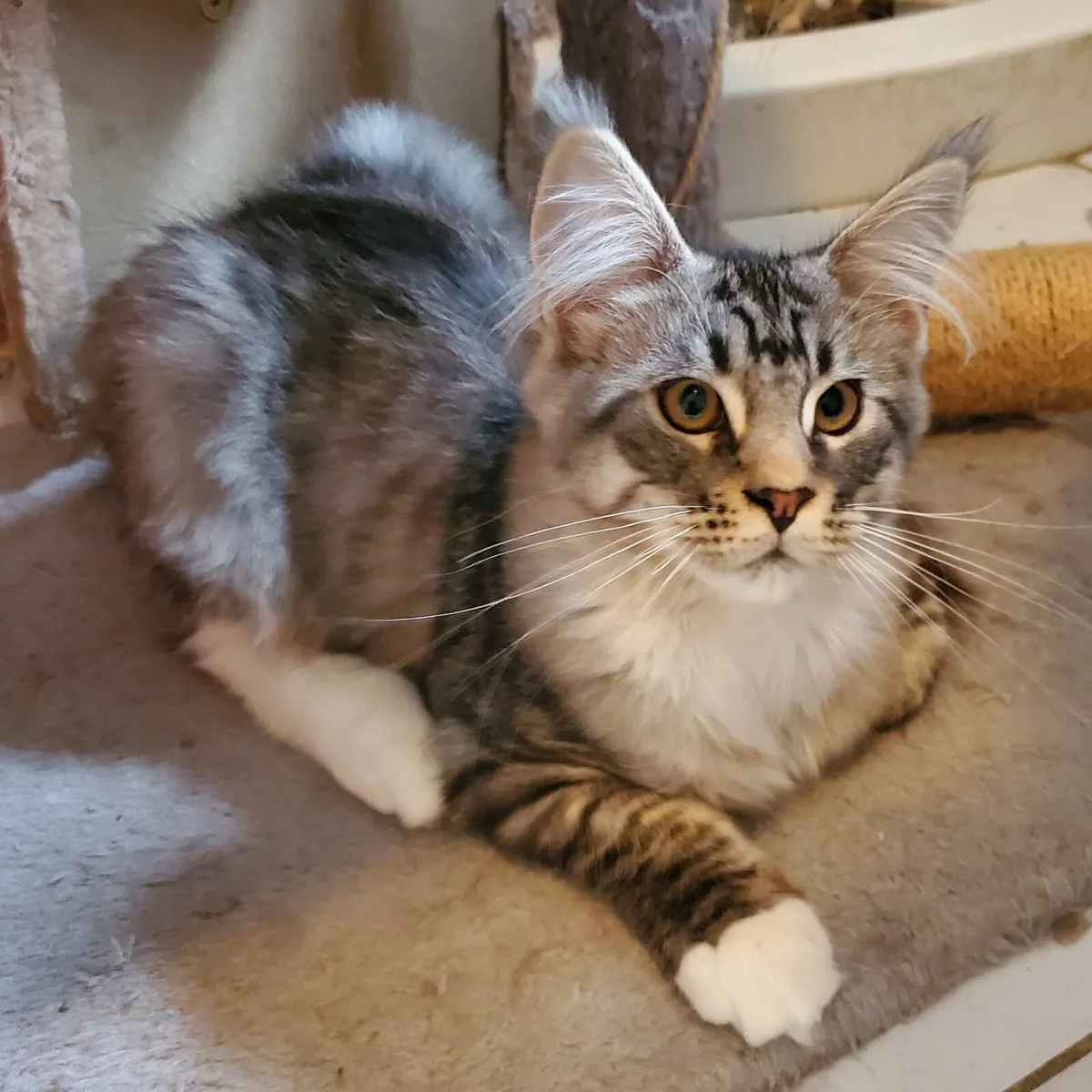 Maine Coon Kittens - Image 4