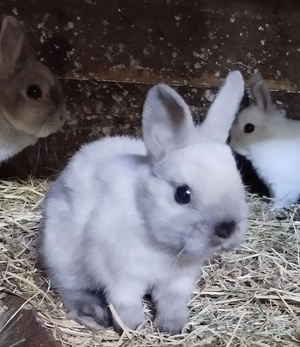 Dwarf rabbit 🐰 - Image 1