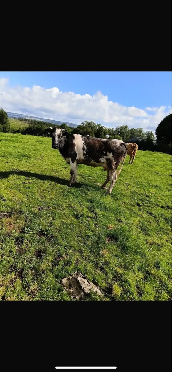 Foster cow for sale - Image 1