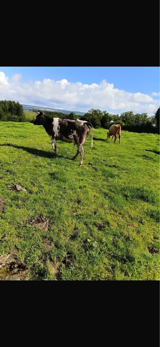 Foster cow for sale - Image 2
