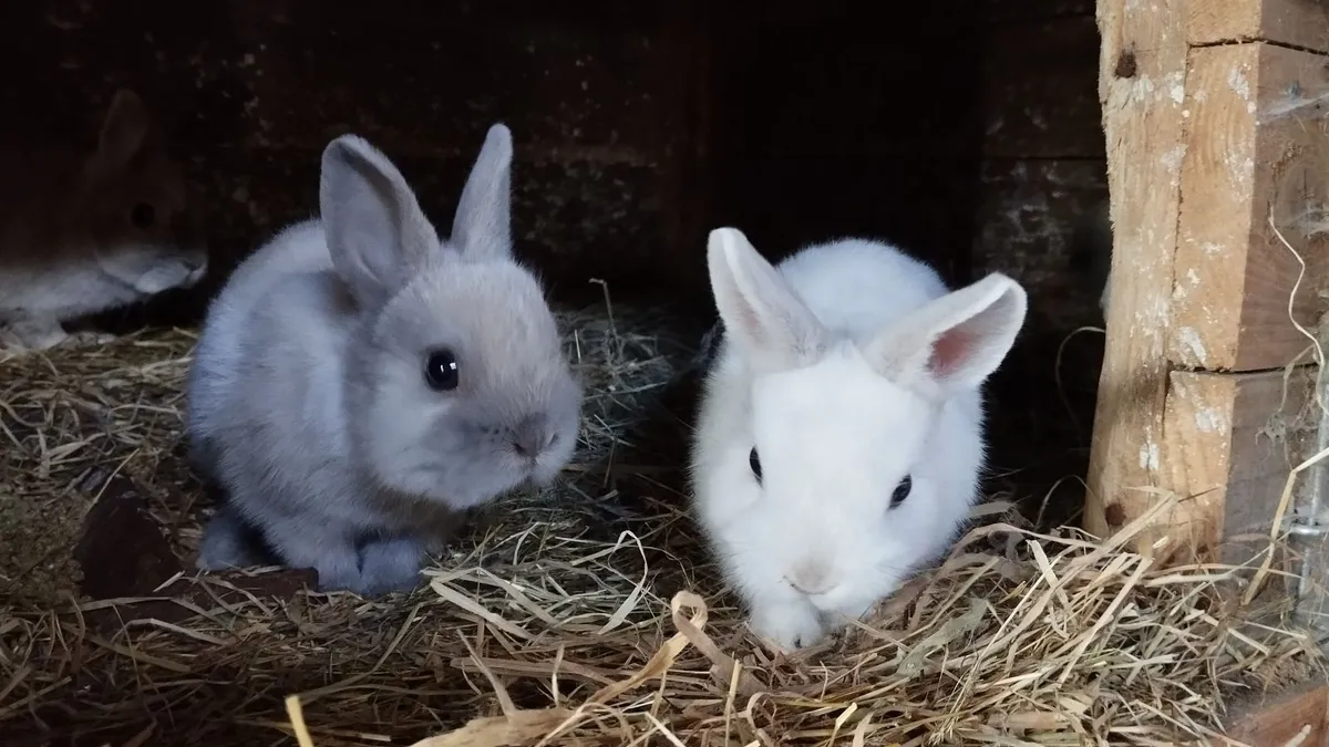 Dwarf rabbit 🐰 - Image 2