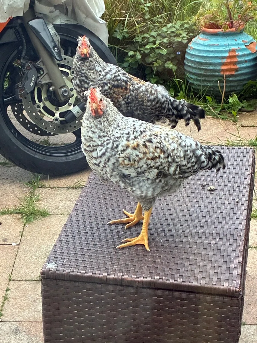 Roosters - Image 2
